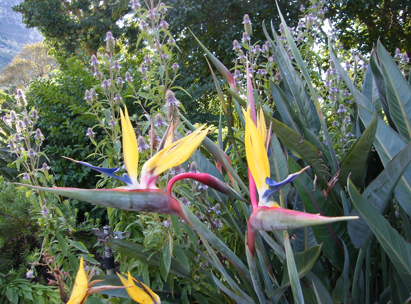 Strelitzia reginae 'Mandela's Gold'