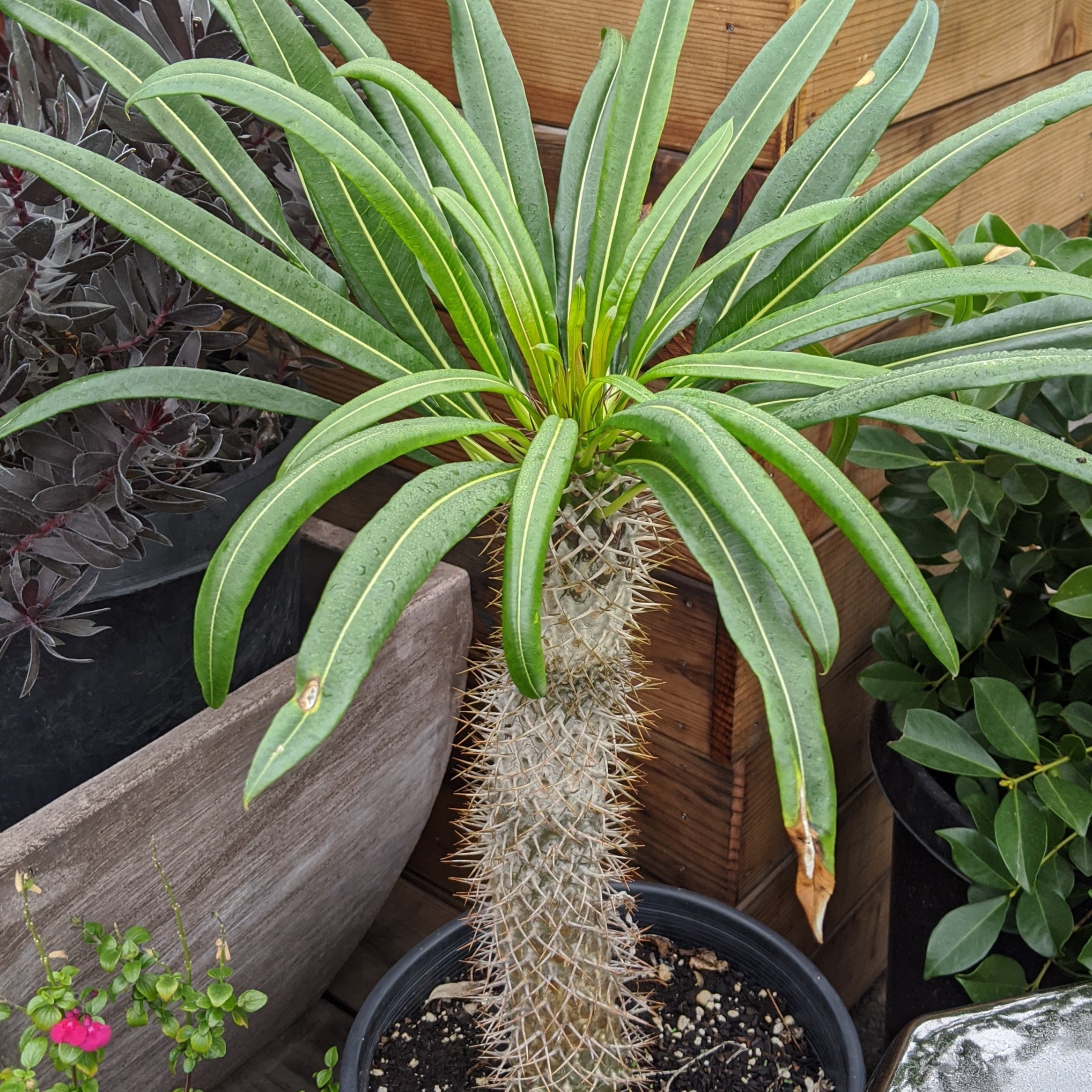 Pachypodium lamerei