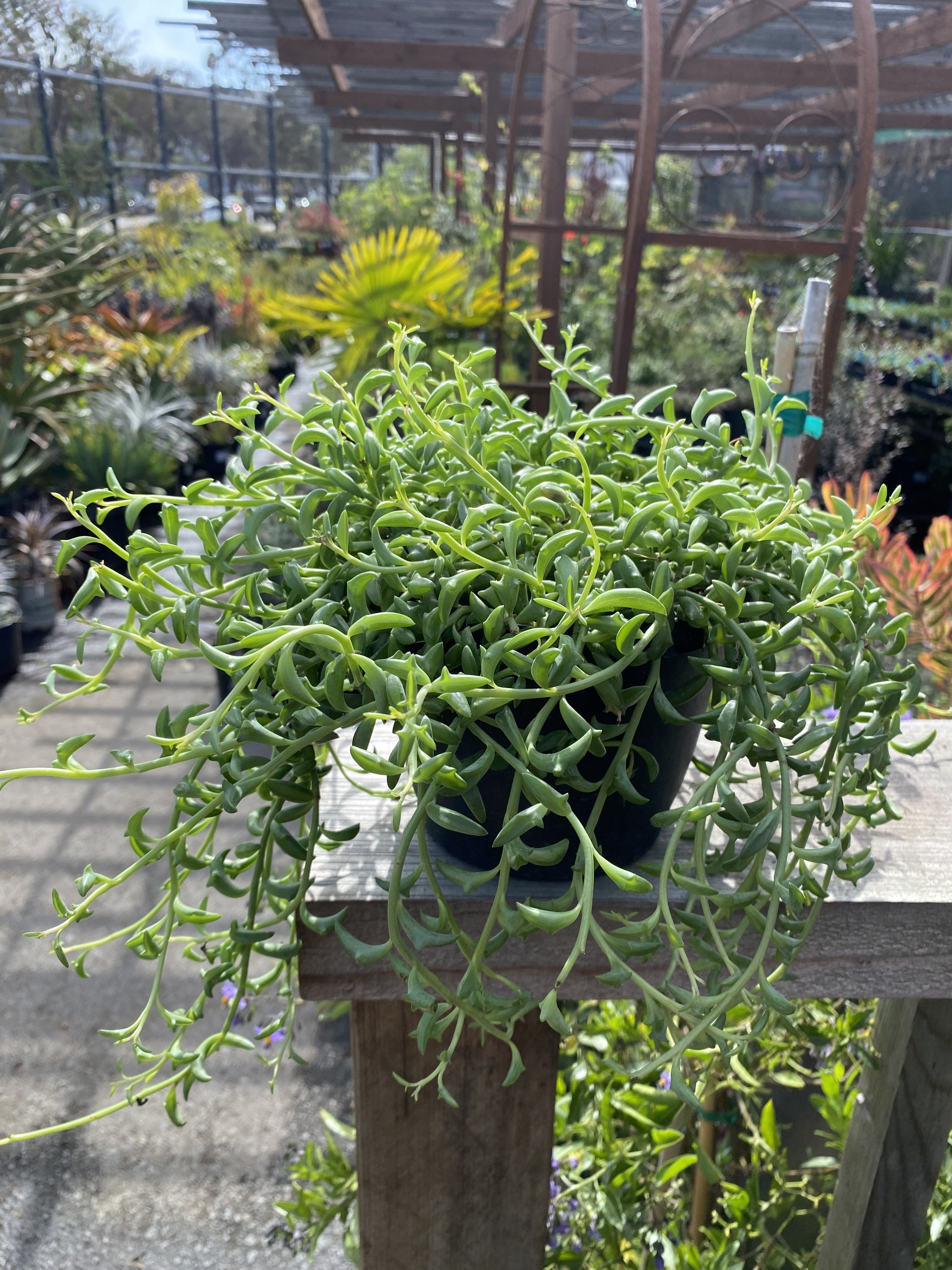 Senecio peregrinus 'String of Dolphins'  Heron's Head Nursery
