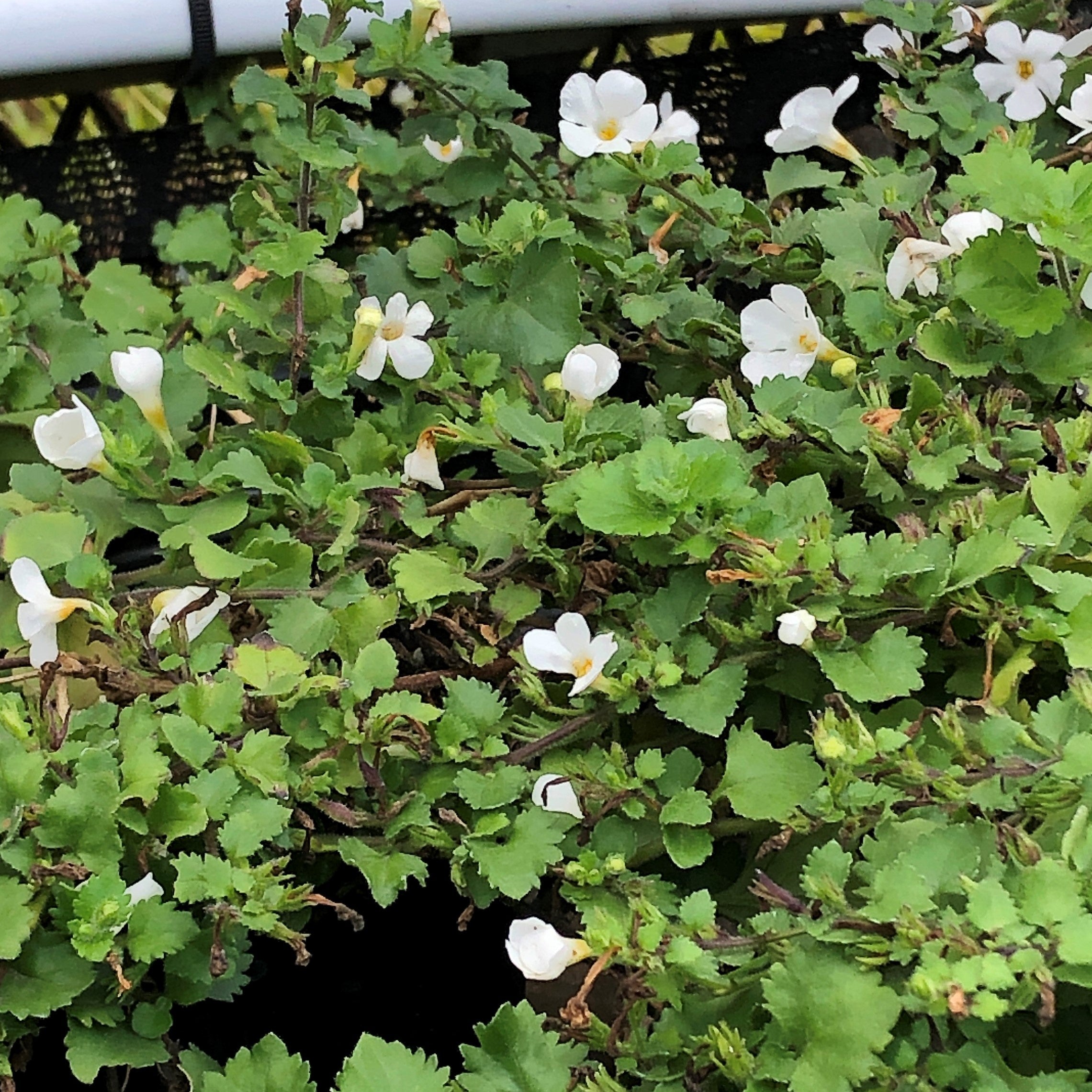 snowstorm plant Sutera hybrid Snowstorm 'Giant Snowflake' – Heron's Head Nursery