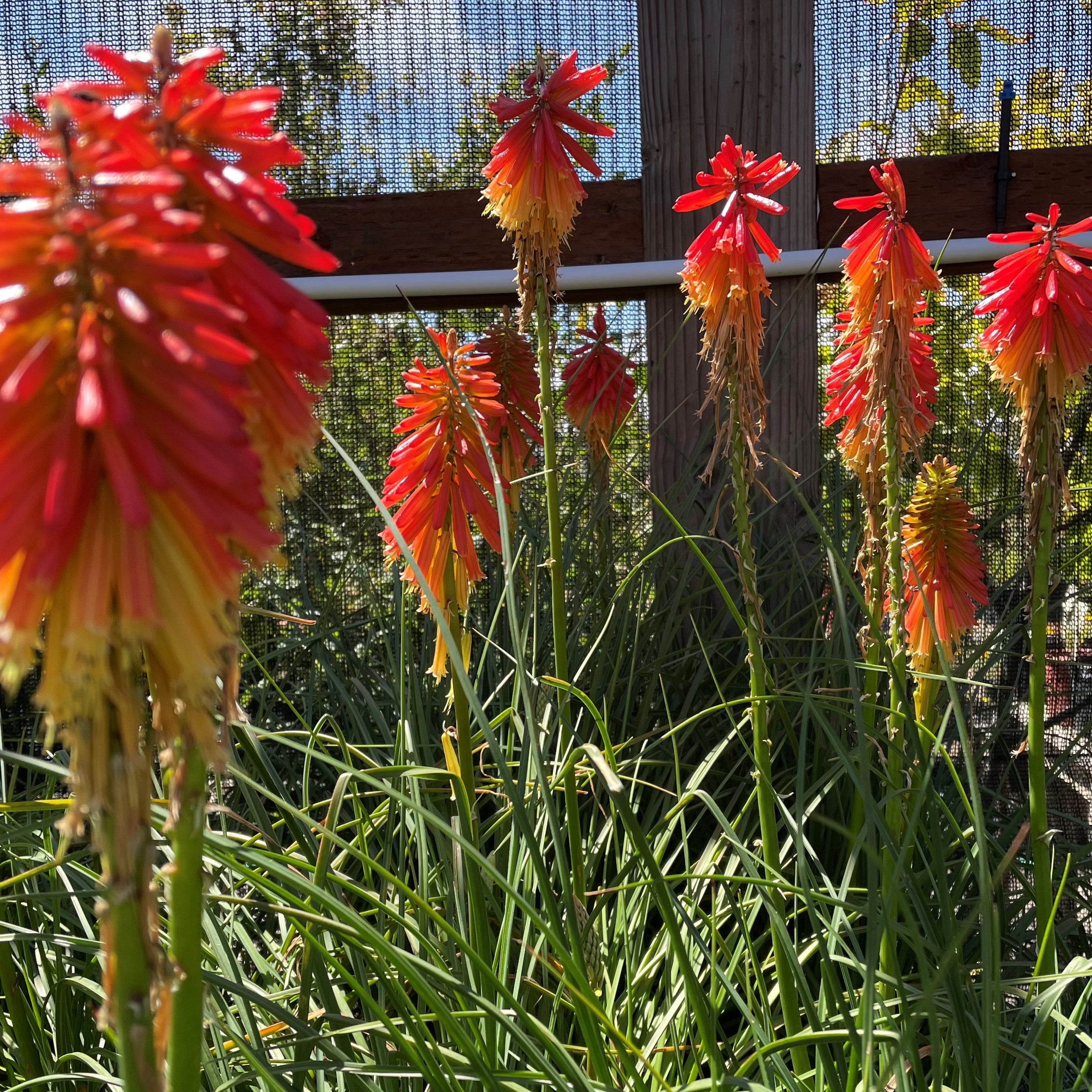 Kniphofia 'Papaya Popsicle'