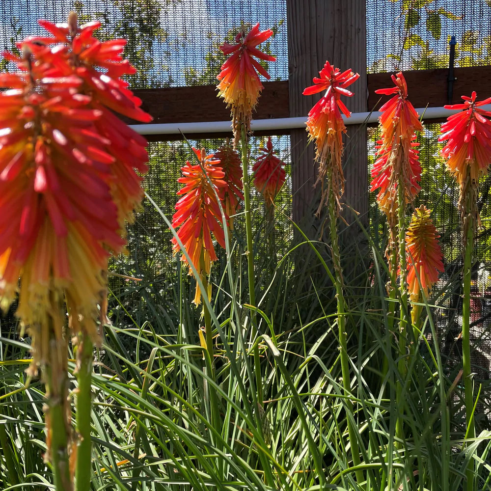 christmas cheer succulent Kniphofia praecox 'Christmas Cheer' – Heron's Head Nursery