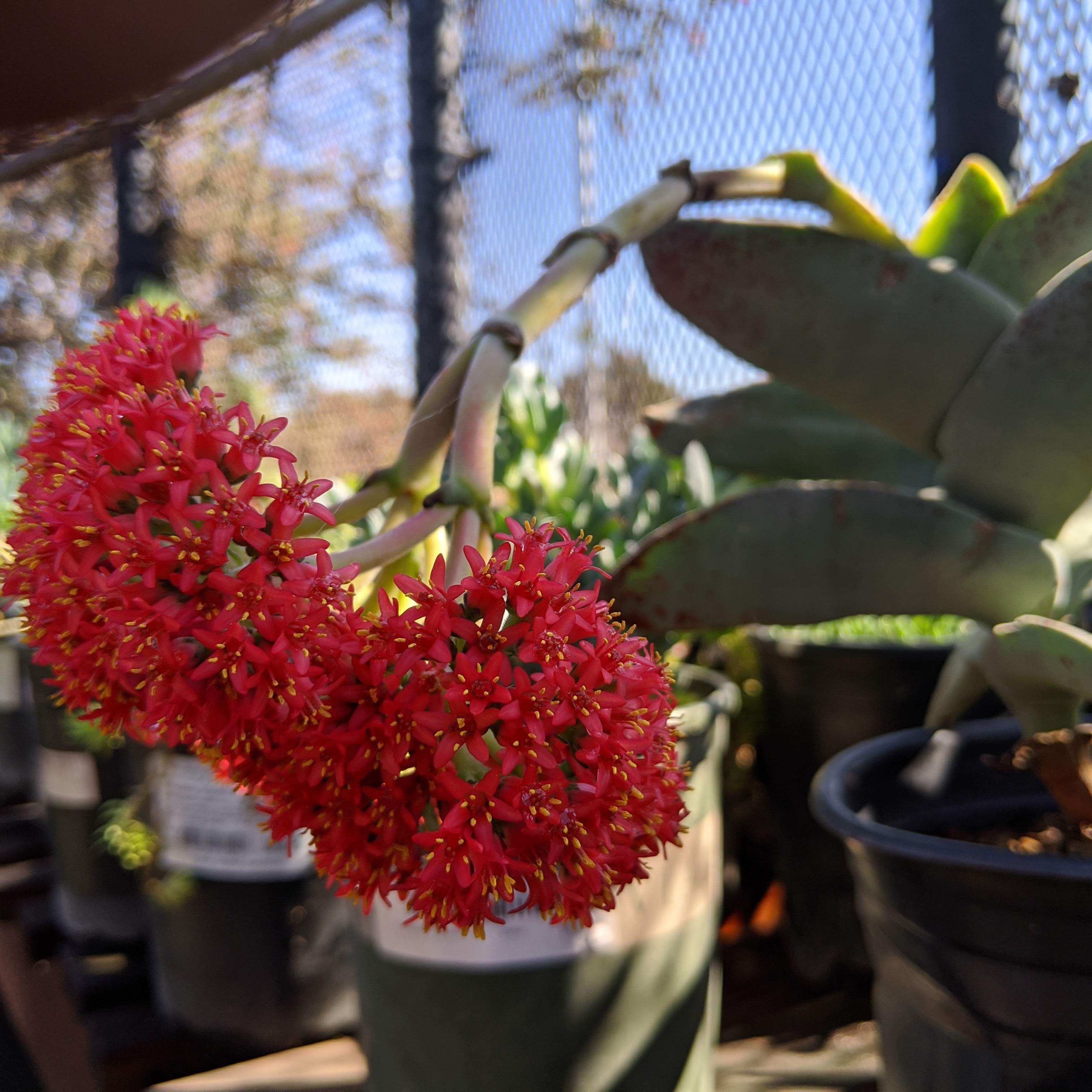 crassula falcata succulent Crassula falcata