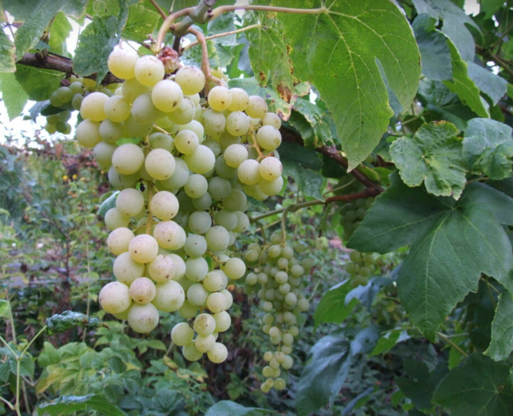 Vitis vinifera 'Interlaken' staked