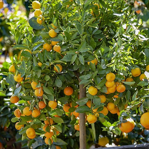 calamondin miniature orange tree Citrus 'Calamondin' Dwarf