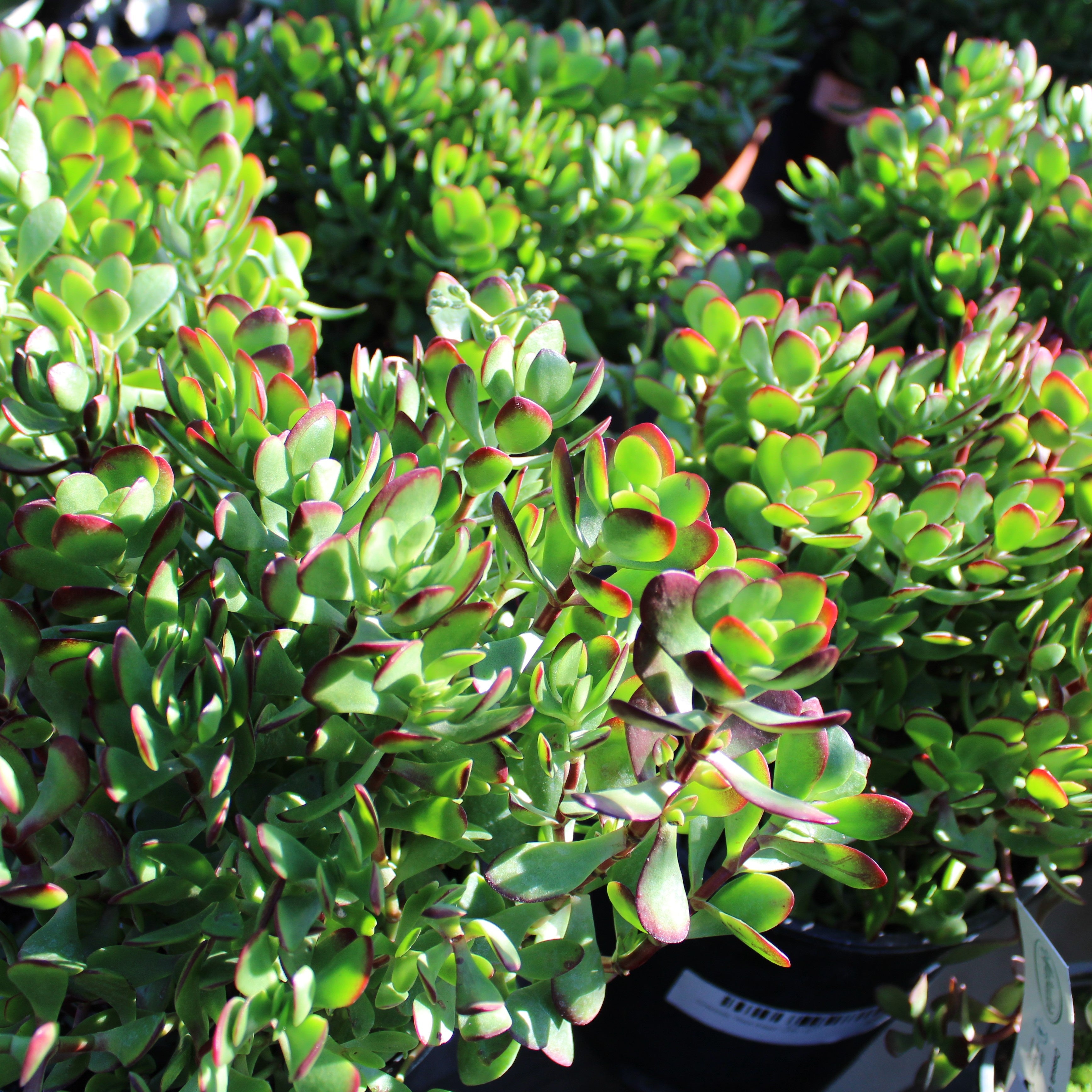Crassula ovata "Red Edge"  Heron's Head Nursery