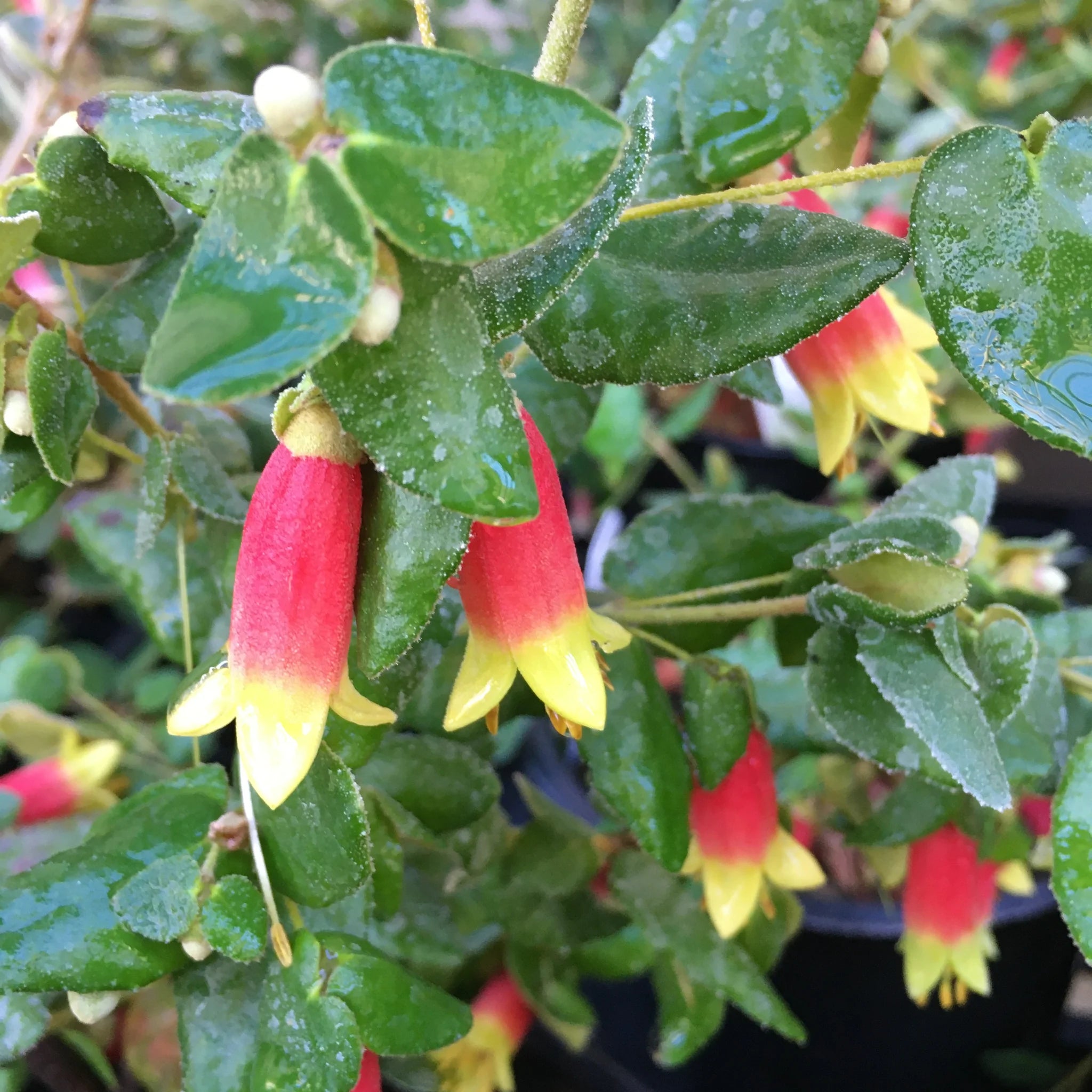 correa plant Correa reflexa 'Cape Nelson'