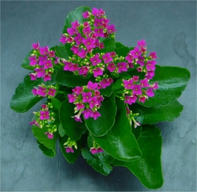 hedera kalanchoe Kalanchoe Blossfeldiana 4in Pot
