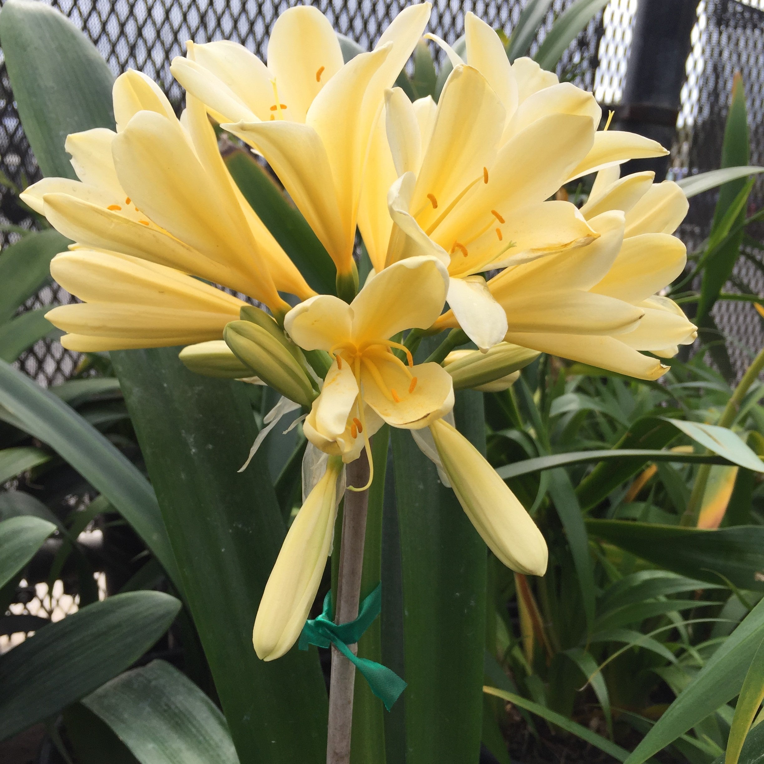 Clivia 'Yellow Solomon Hybrid'