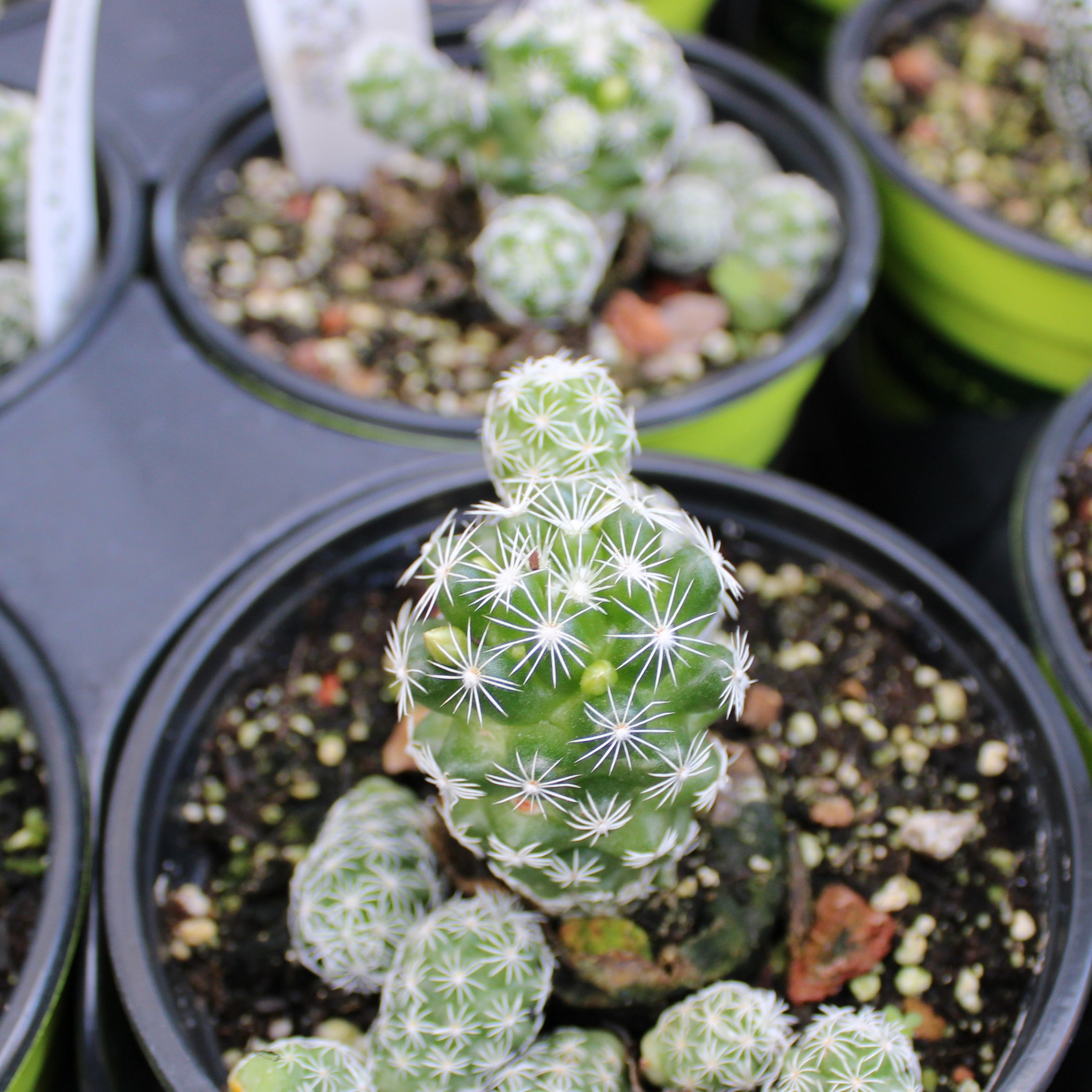 Mammillaria gracilis fragilis