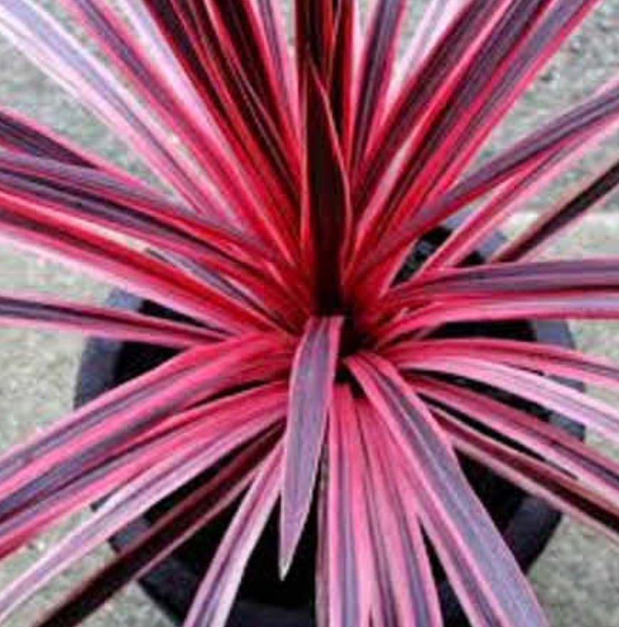 Cordyline australis 'Charlie Boy' Heron's Head Nursery
