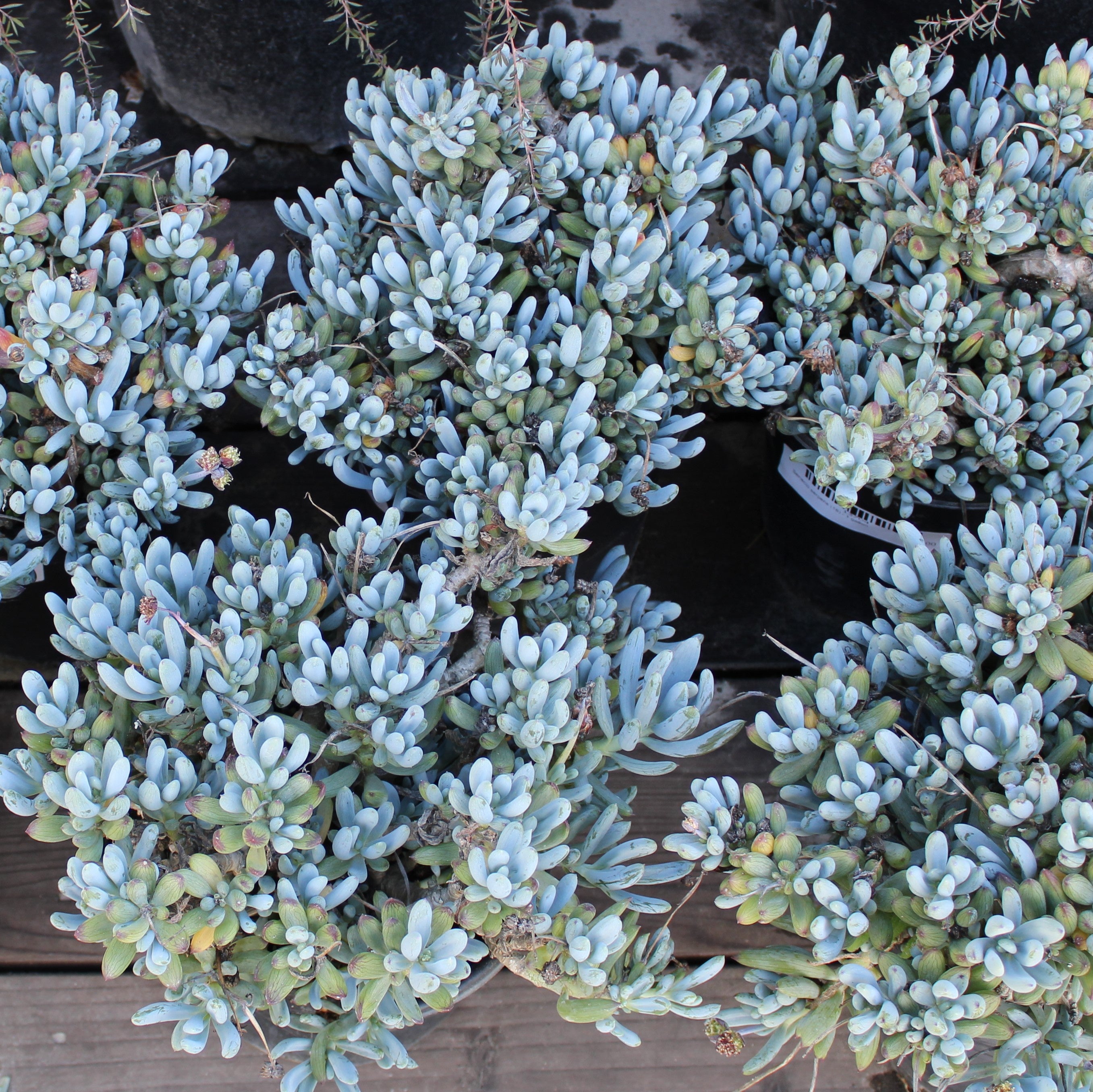 serpens succulent Senecio serpens