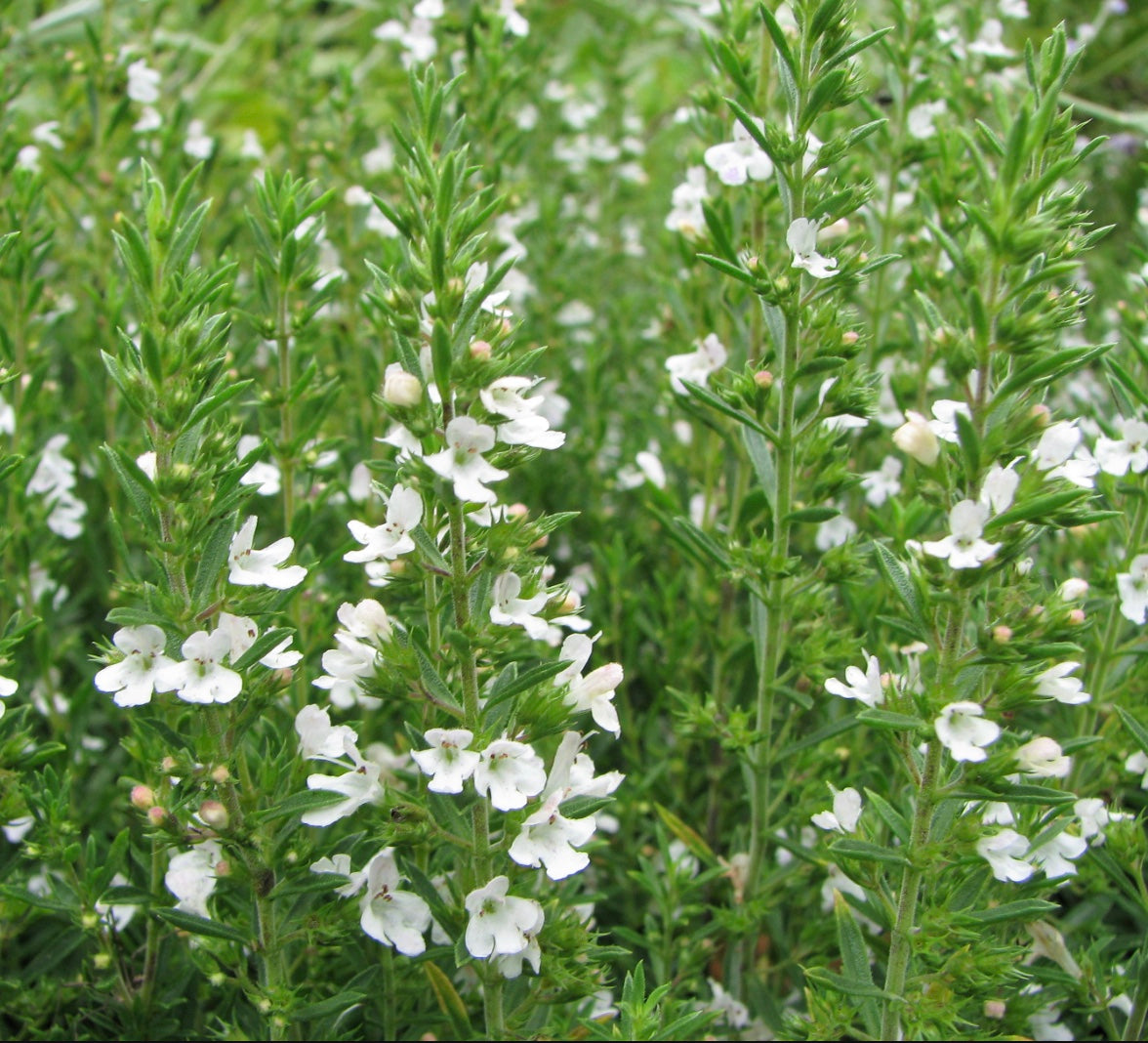 Winter Savory (Satureja montana)
