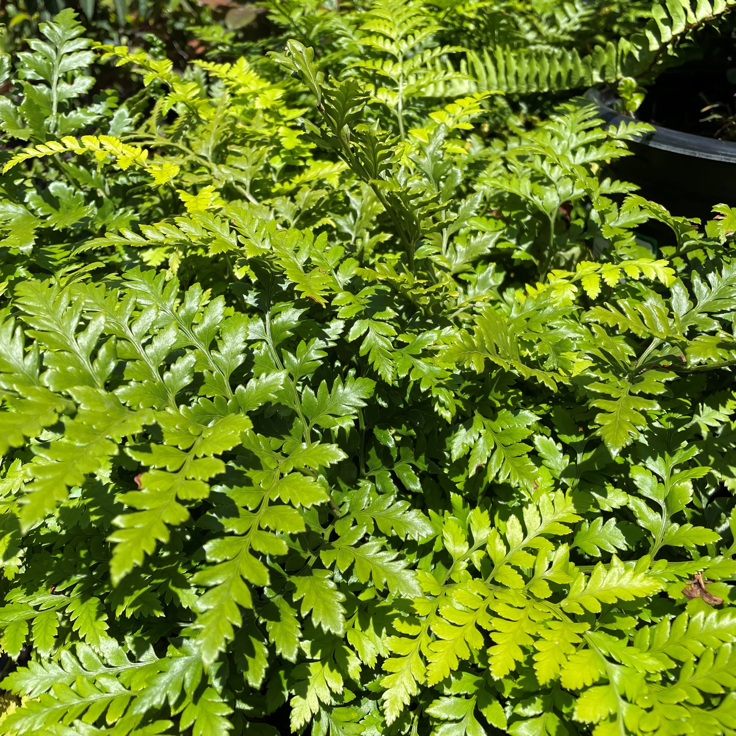 Rumohra adiantiformis (Aspidium capense) – Heron's Head Nursery