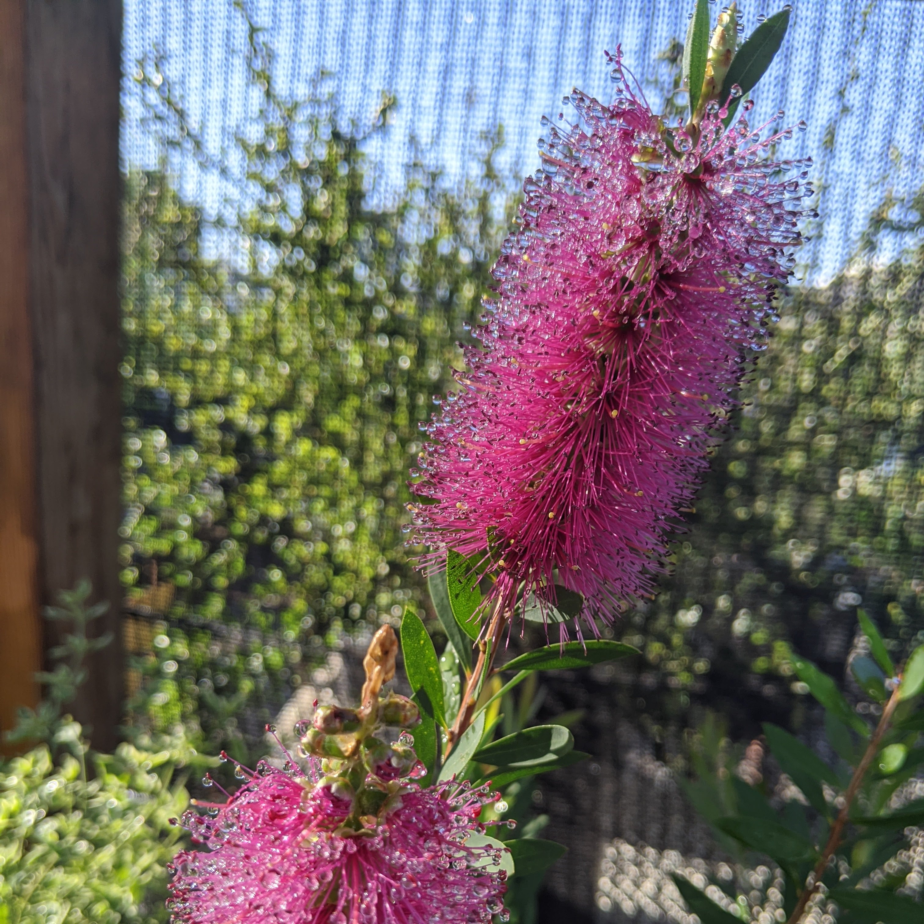 Melaleuca (Callistemon) violaceus