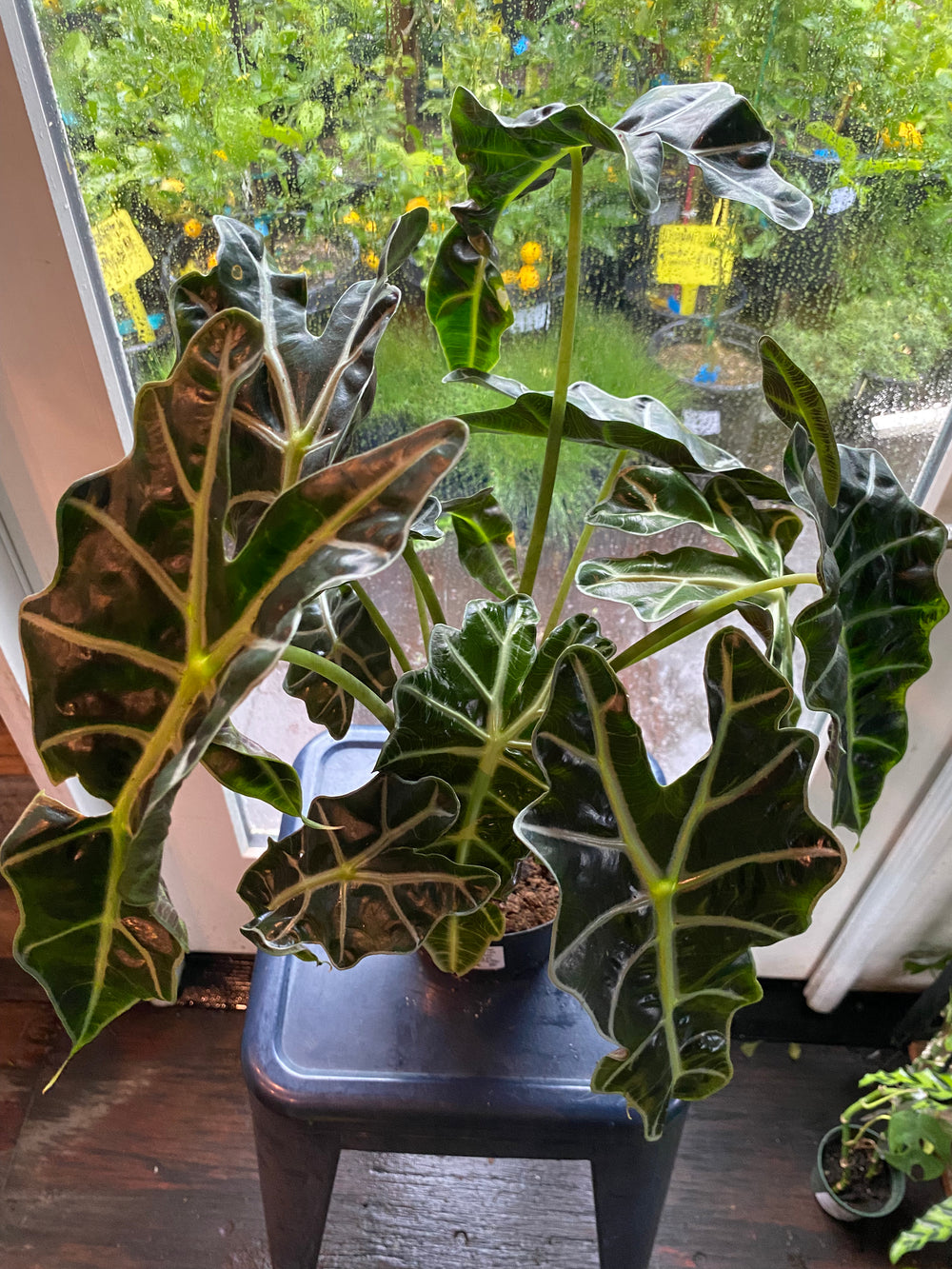 Alocasia 'African Mask'