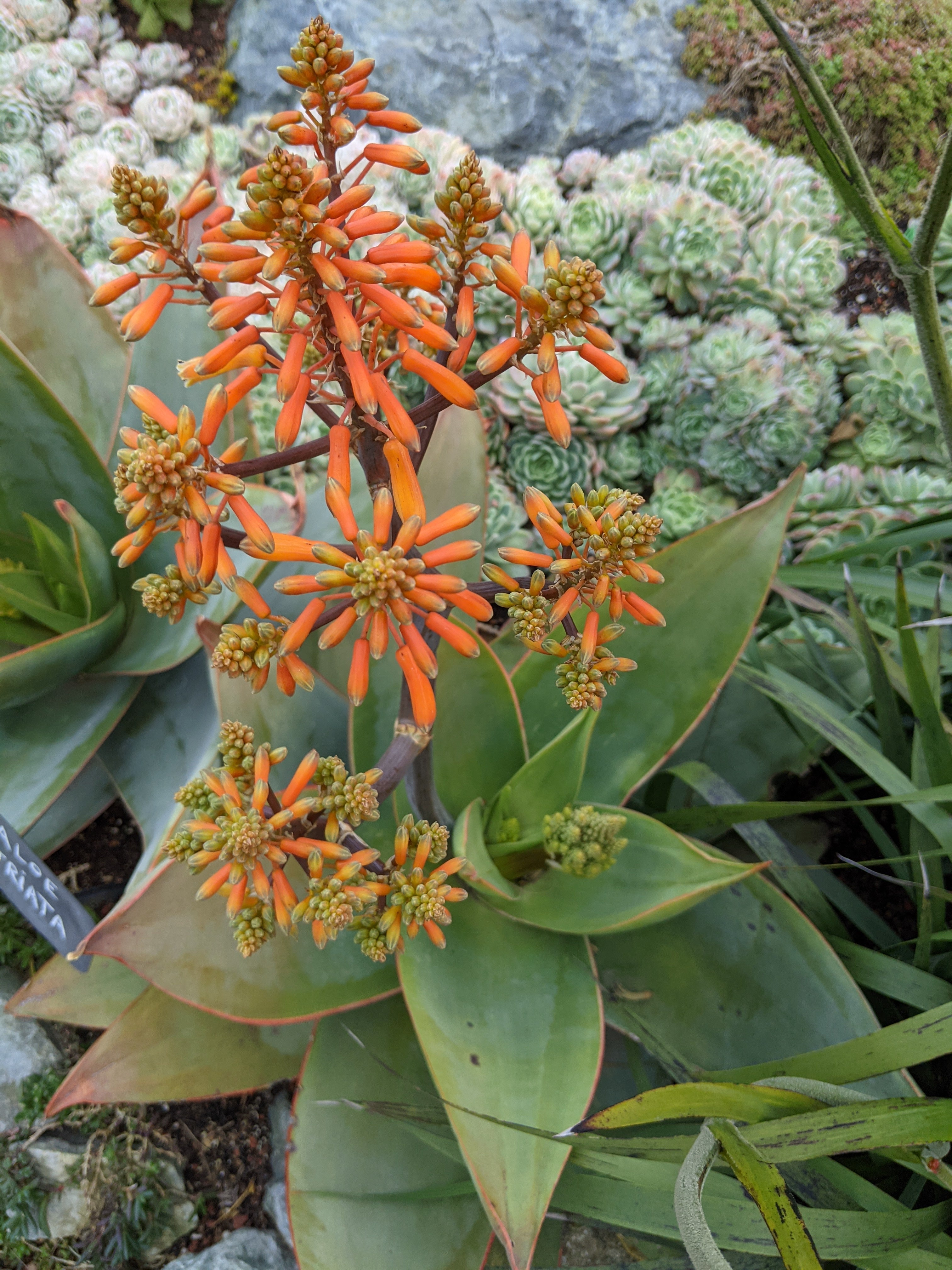 colors of aloe vera plant Aloe striata – Heron's Head Nursery