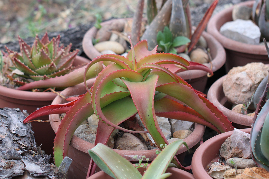Aloe vanbalenii