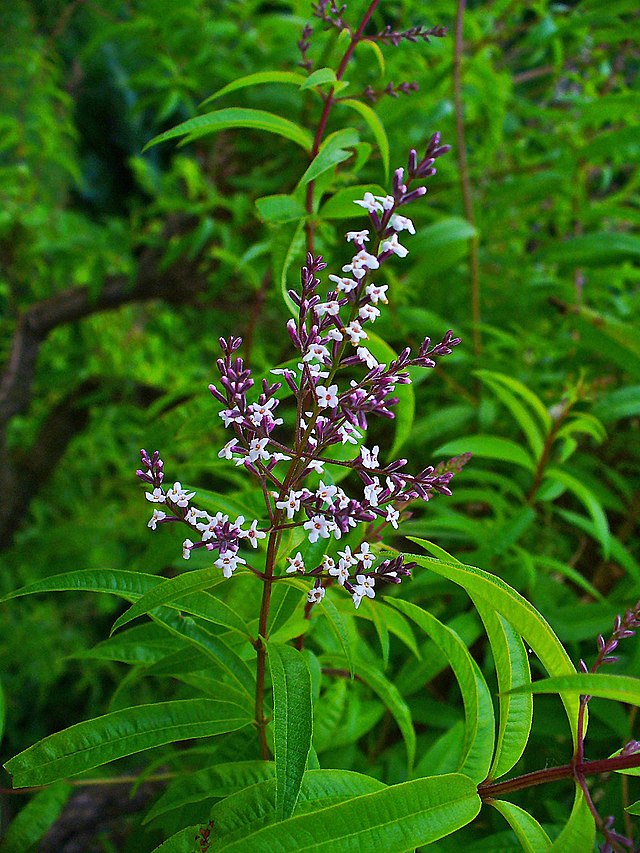 Aloysia triphylla (Lippia citriodora)