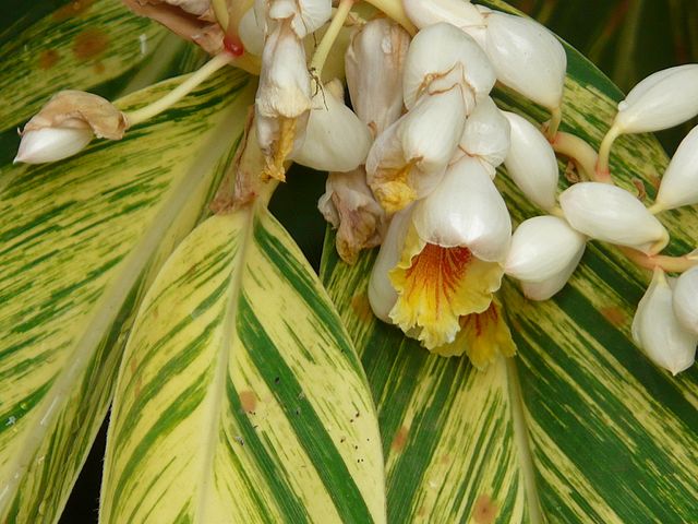 Alpinia zerumbet (speciosa) 'Variegata'