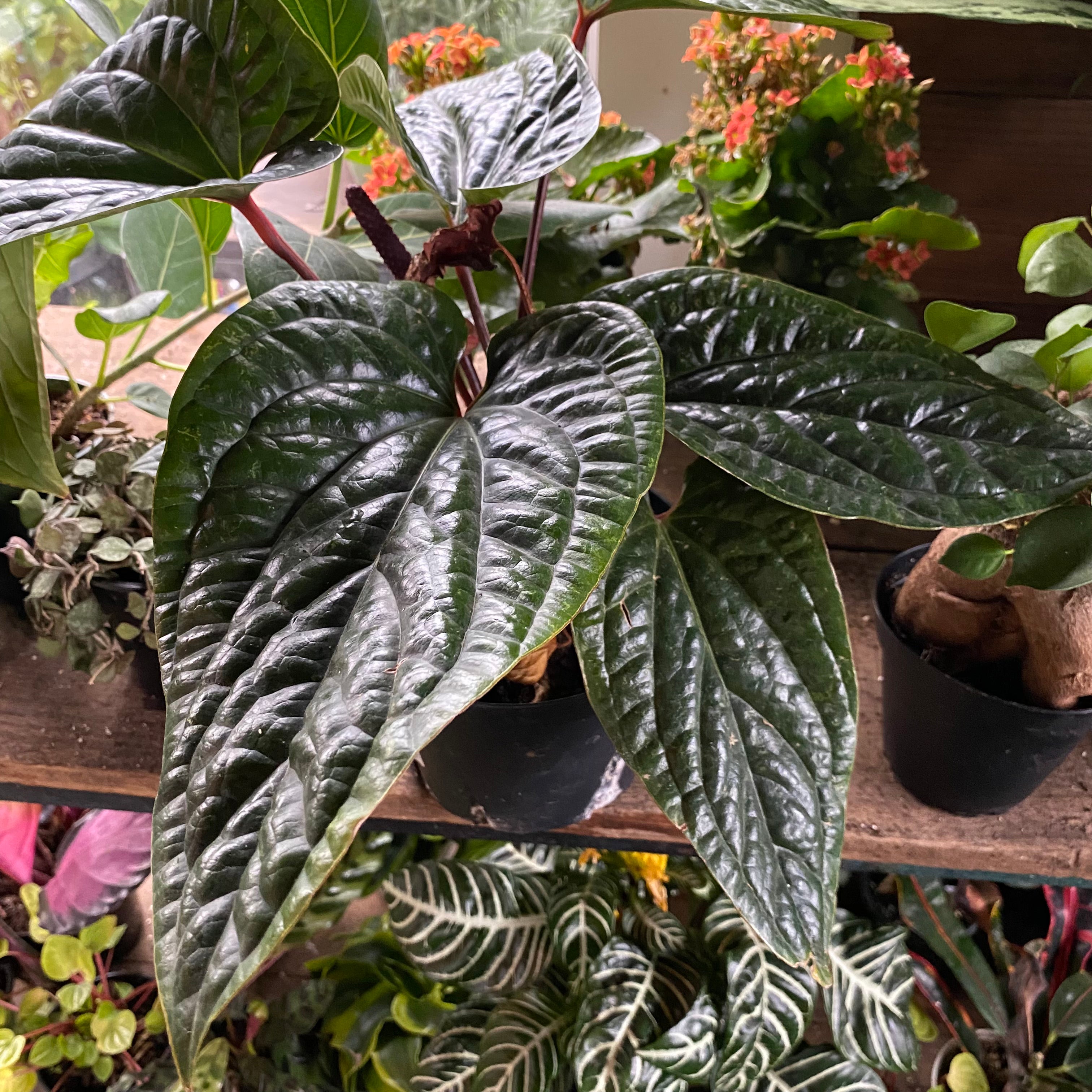 Anthurium radicans x luxurians