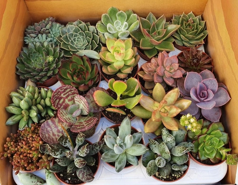 where can i buy succulents online Assorted Succulent/ Cactus – Heron's Head Nursery