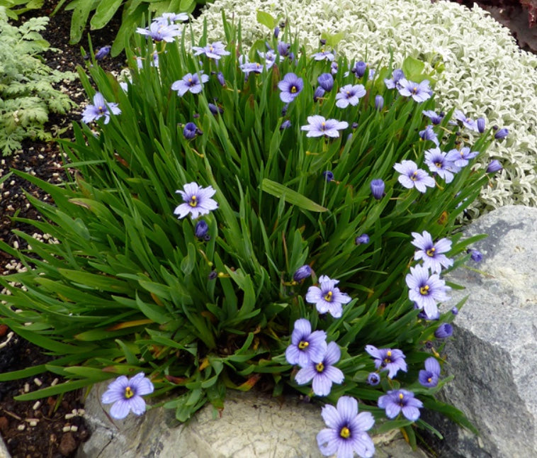 Sisyrinchium 'Devon Skies' – Heron's Head Nursery