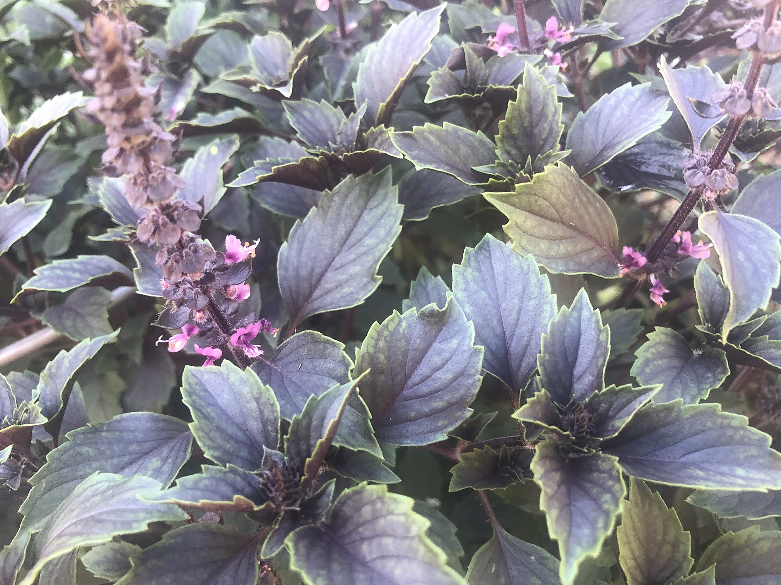 Basil (Ocimum herbalea) 'Wild Magic' – Heron's Head Nursery