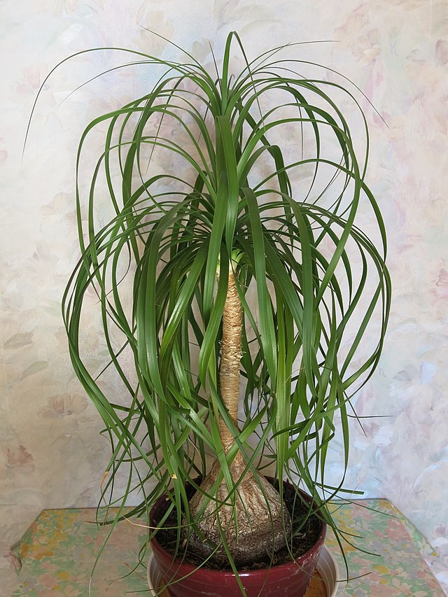 Beaucarnea