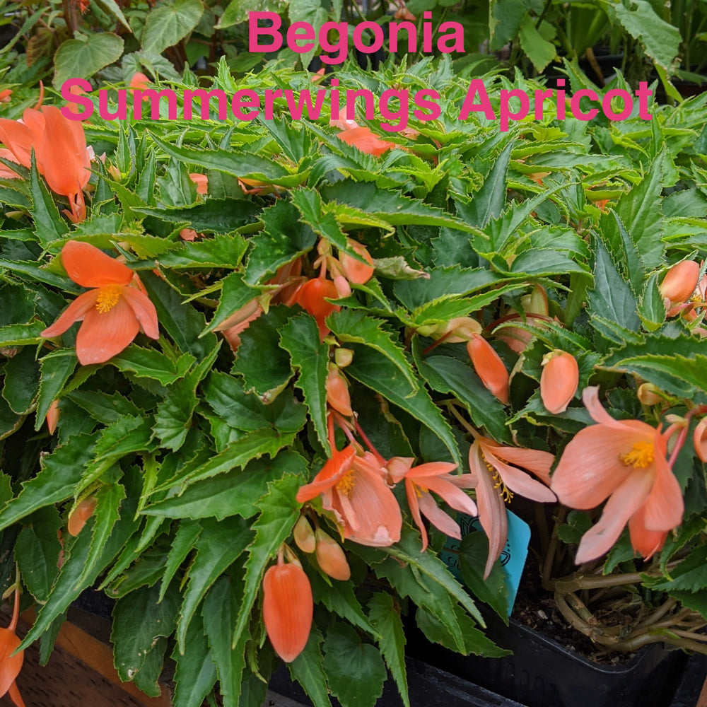 Begonia 'Summerwings Apricot'