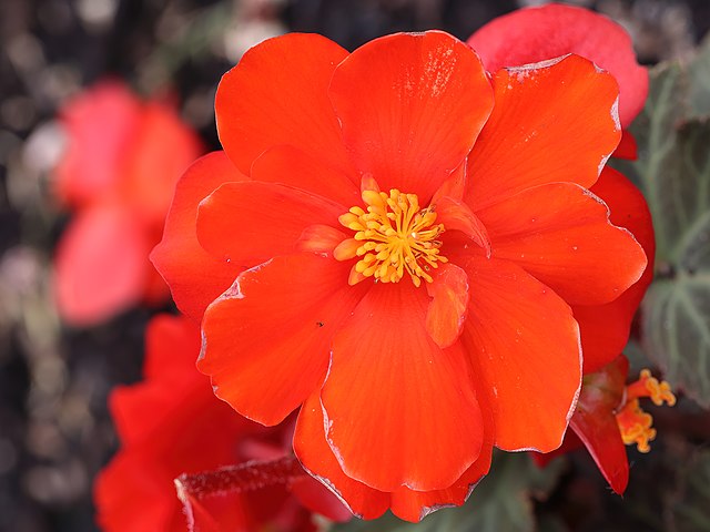 蓮華 Begonia 'Nonstop Mocca Mix' – Heron's Head Nursery