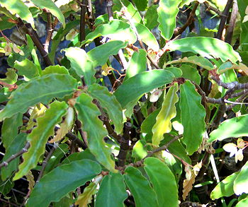 Begonia undulata