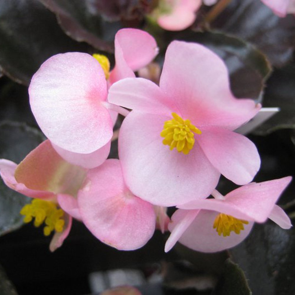Begonia x semperflorens-cultorum 'Cocktail Brandy' – Heron's Head
