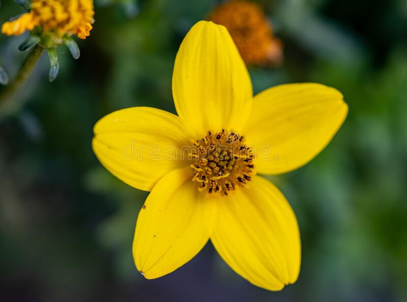 Bidens ferulifolia 'Goldmarie' (Gold Marie) – Heron's Head Nursery