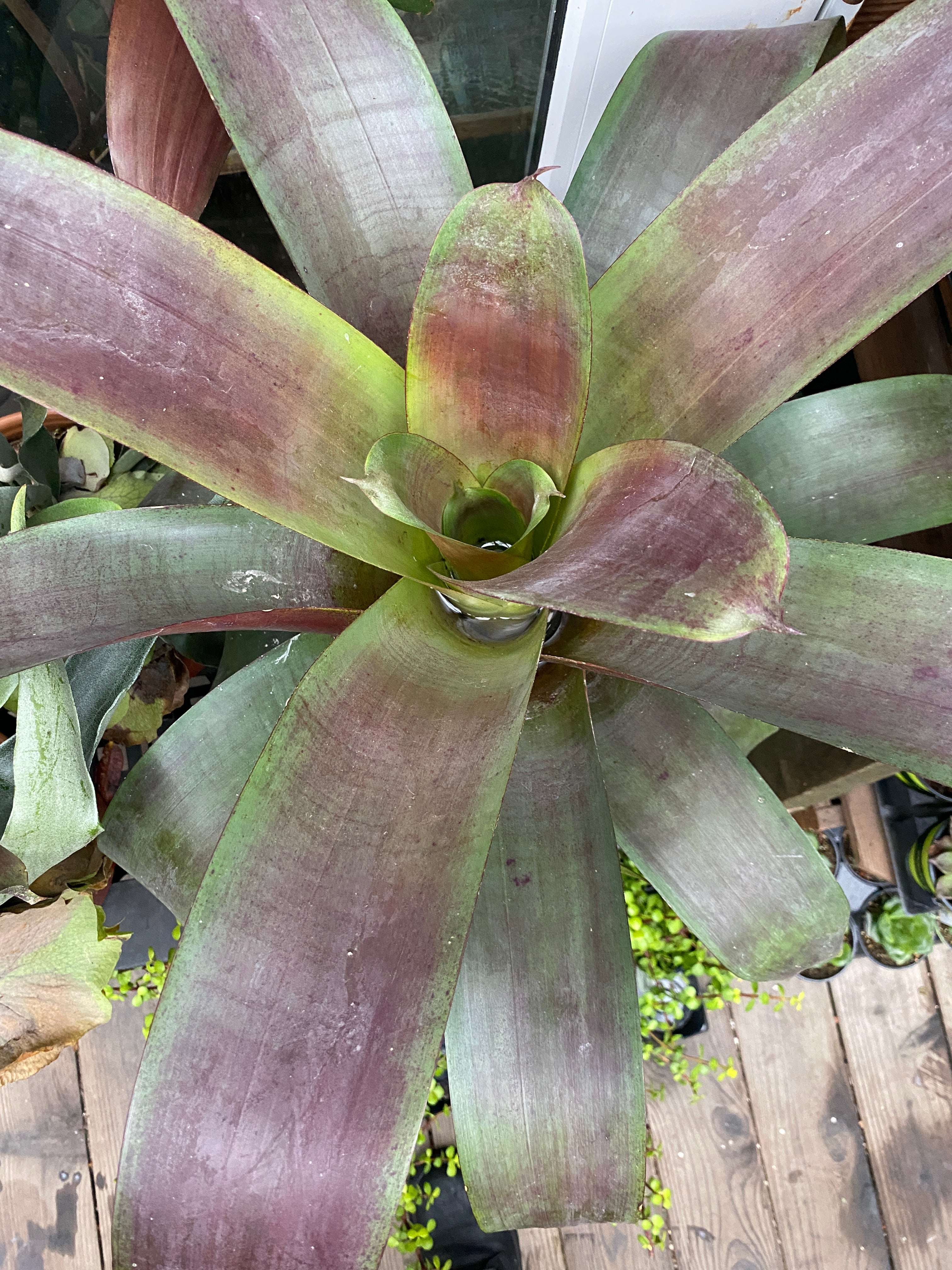 Bromeliadvrieseajulietta.jpg?v 