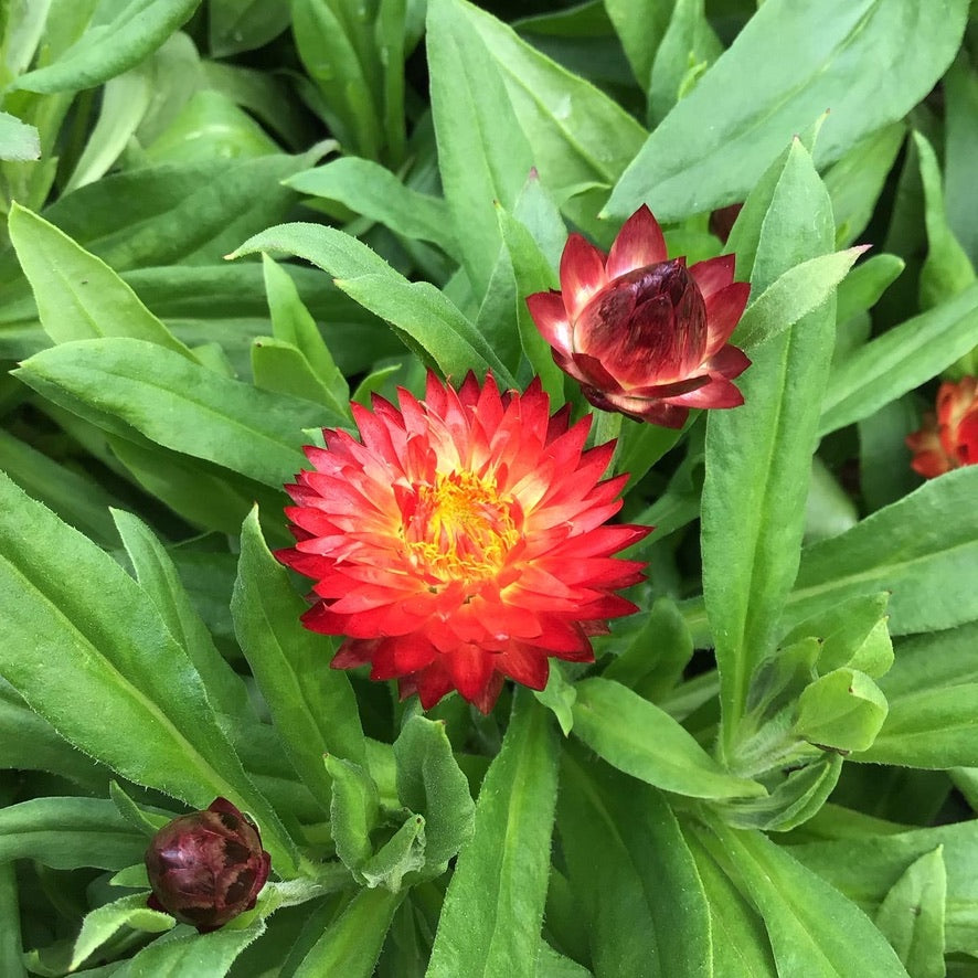 Bracteantha bracteata 'Cottage Bronze' – Heron's Head Nursery