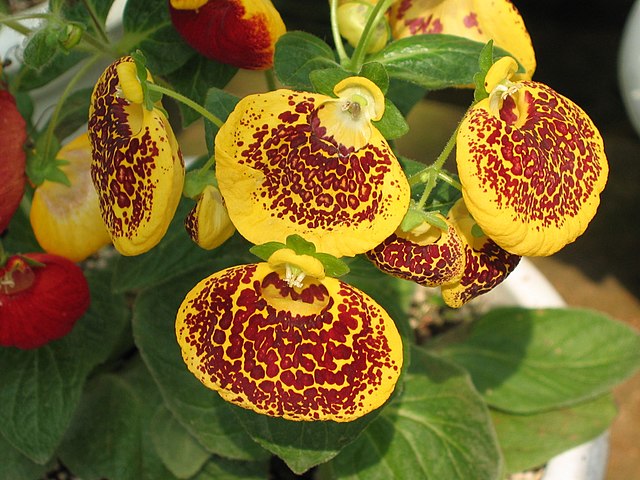 calceolaria indoor plant Calceolaria x herbeohybrida 'Fascination Mix'