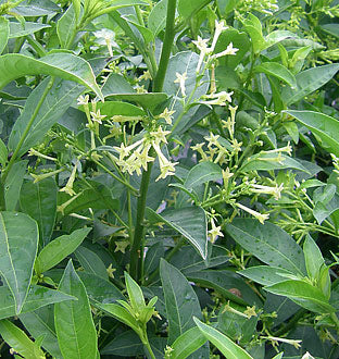 Cestrum nocturnum – Heron's Head Nursery
