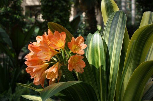 Clivia hybrid orange variegated