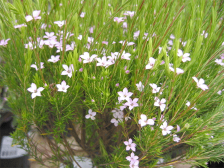 Coleonema pulchrum (pulchellum) 'Dark Pink'