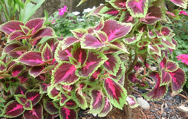 episcia plant Episcia assorted 4” – The Plant Lady SF