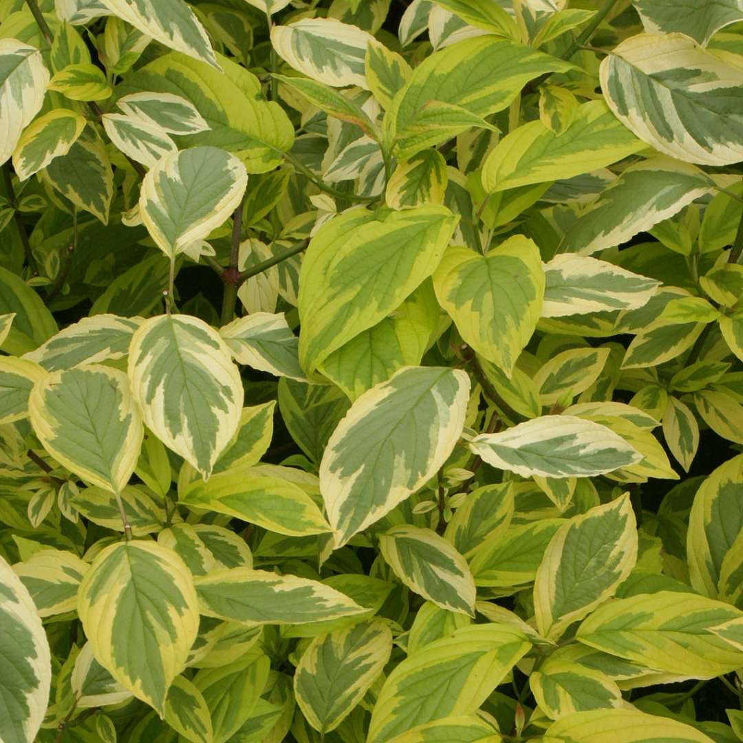 Cornus sericea 'Hedgerow Gold'