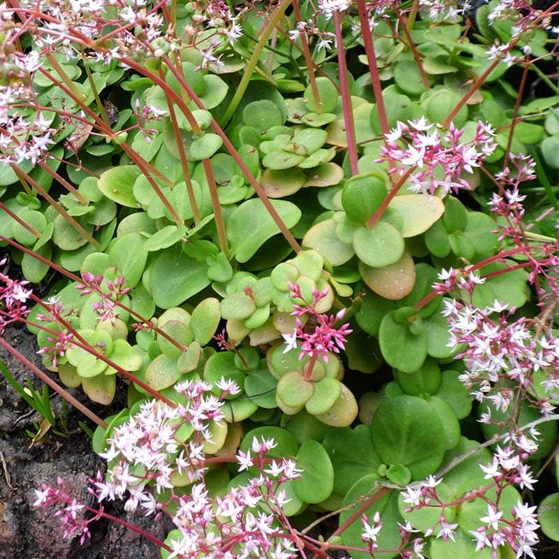 Crassula multicava 'Ngabara' – Heron's Head Nursery