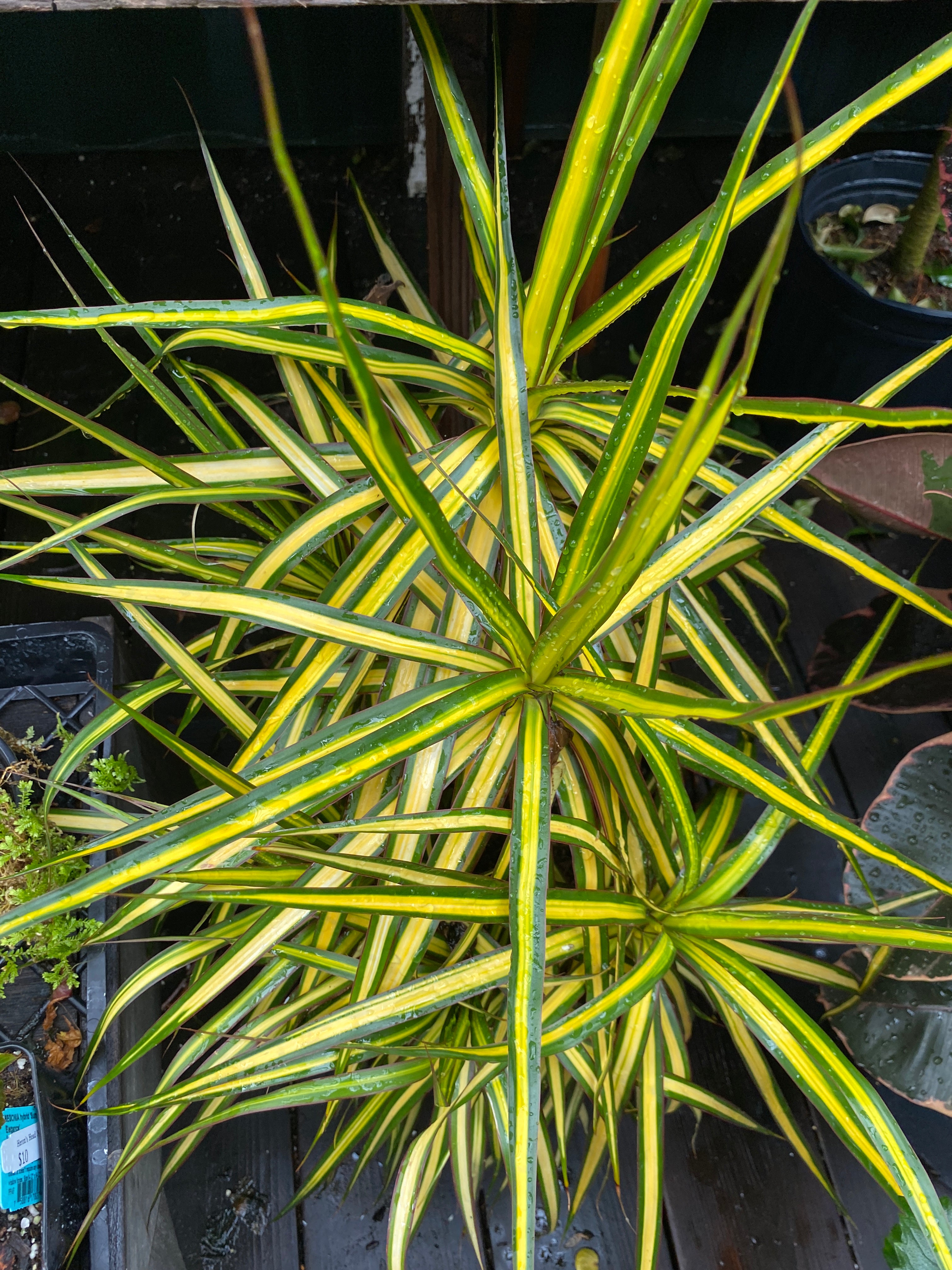dracaena sunshine bush Dracaena marginata 'Kiwi Bush'