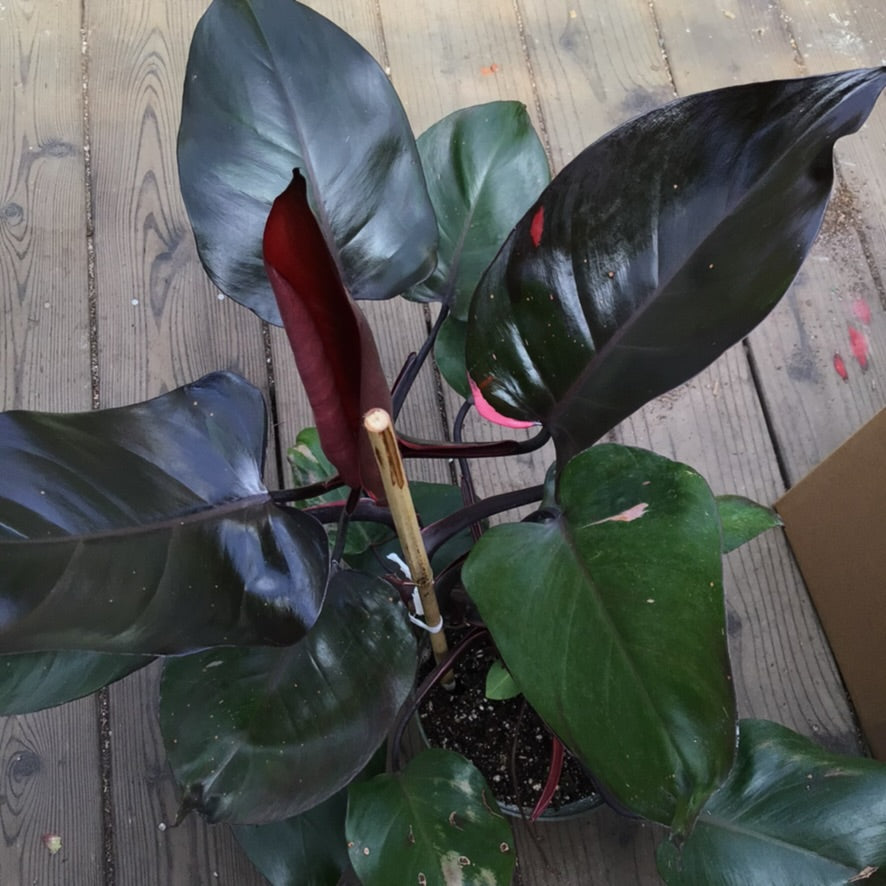 blushing philodendron price Philodendron erubescens 'Pink Princess'