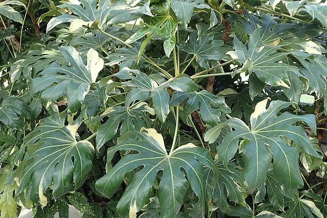 fatsia japonica variegata Fatsia japonica 'Variegata'