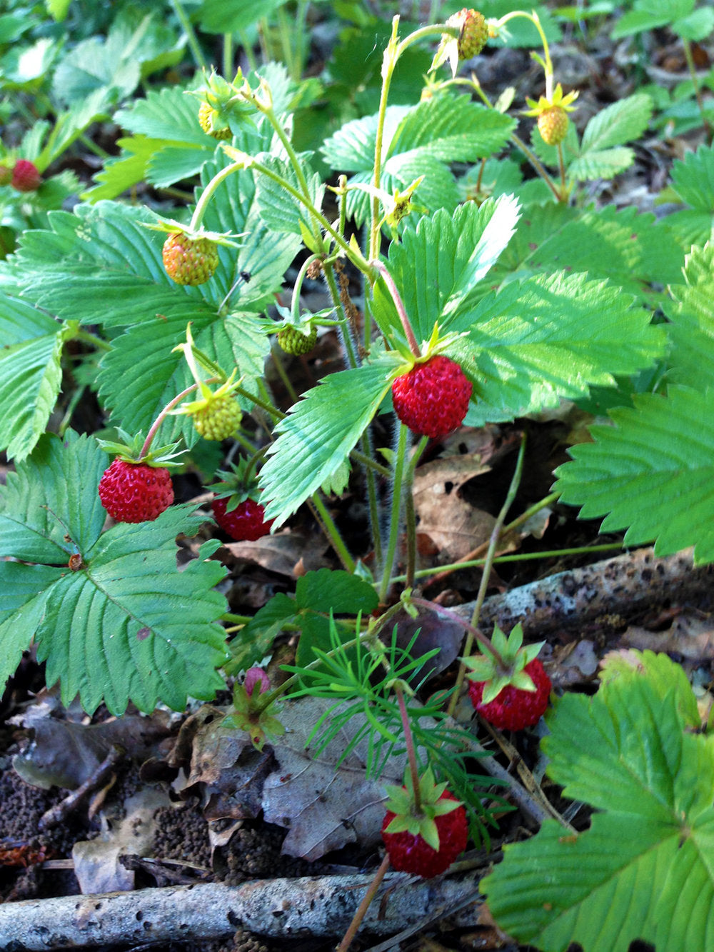 mara de bois strawberry seeds Fragaria (Strawberry) 'Mara des Bois'