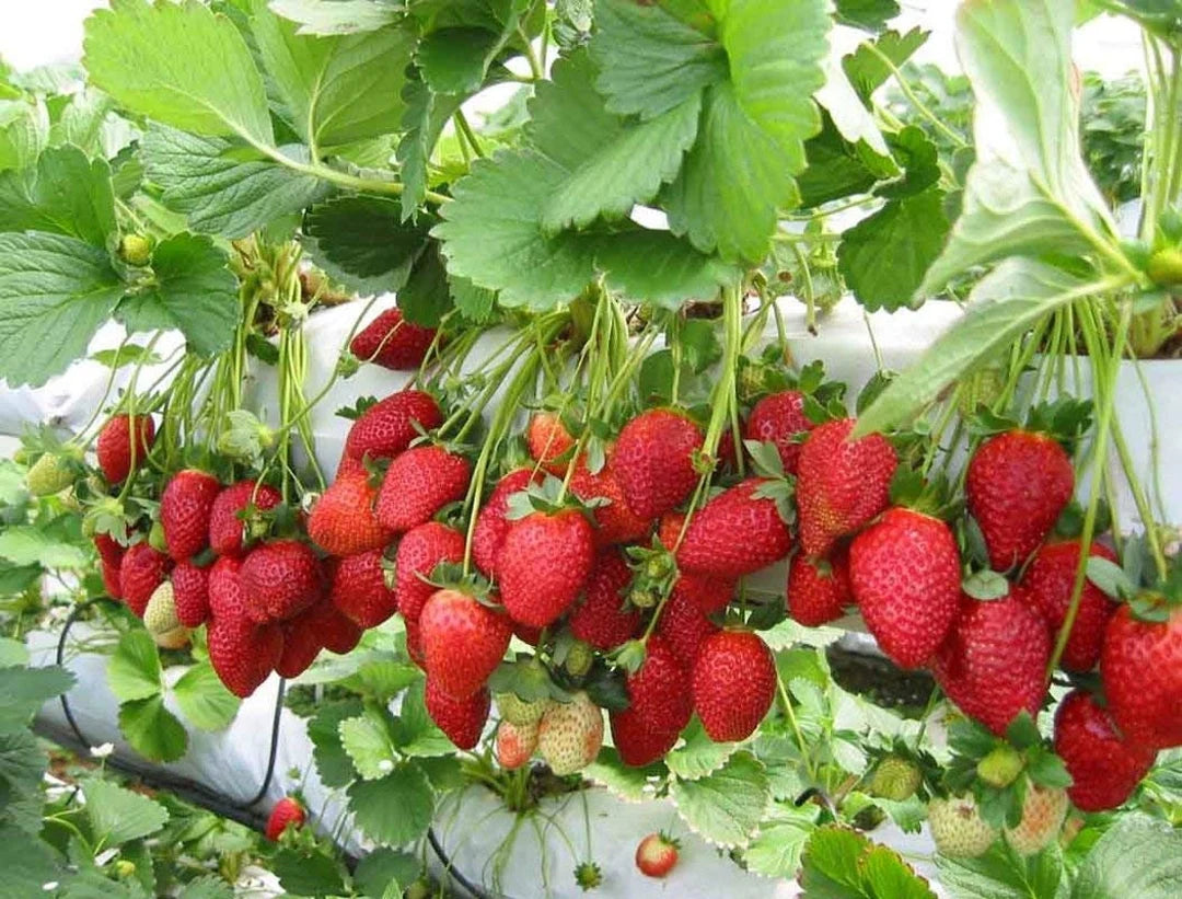 Fragaria x ananassa (Strawberry)'Jewel'