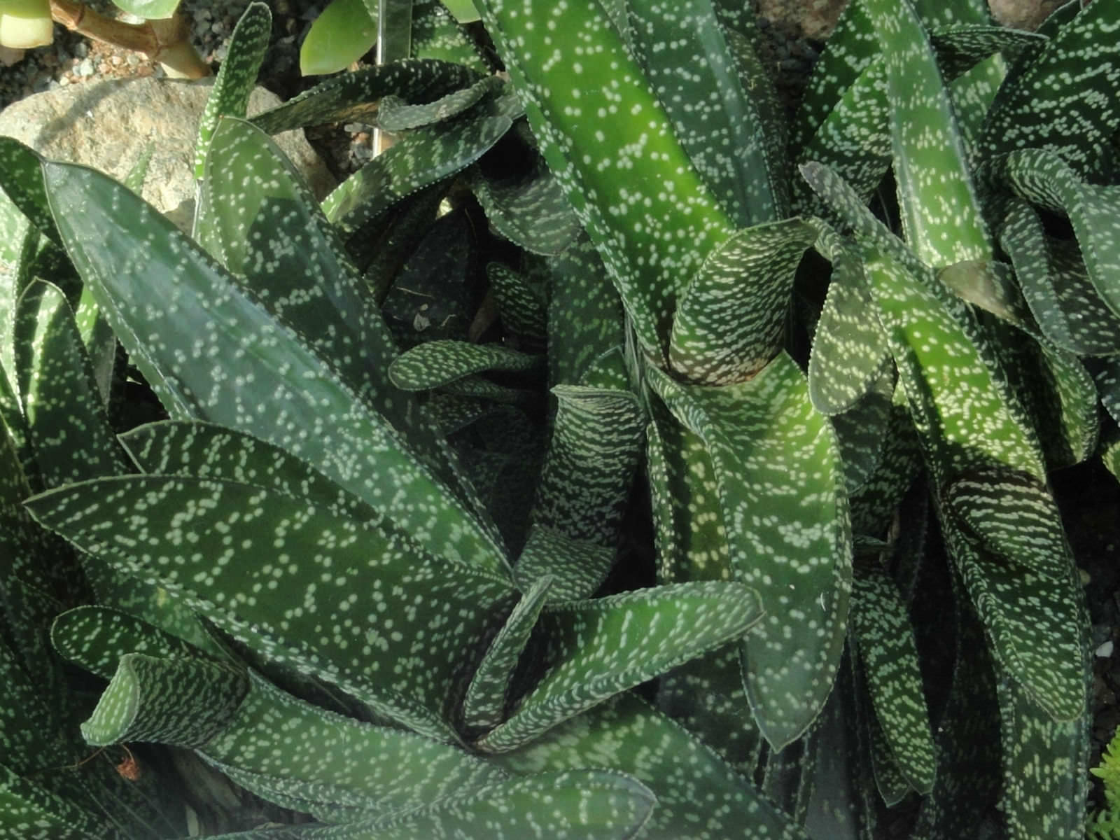 Gasteria croucheri 'Cynthia Giddy' – Heron's Head Nursery