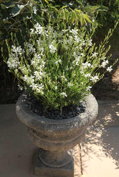 gaura plants Gaura lindheimeri 'So White'